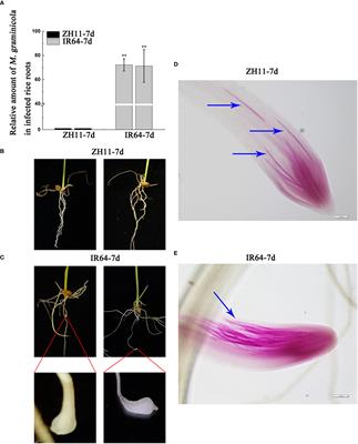 Integrated transcriptome and metabolome analysis revealed that flavonoids enhanced the resistance of Oryza sativa against Meloidogyne graminicola